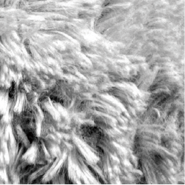 Trace visualization 2 — fibrous texture scan, edge detected